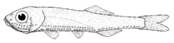 Vinciguerria nimbaria (Oceanic lightfish).gif