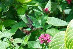 Violet-capped Hummingbird.jpg