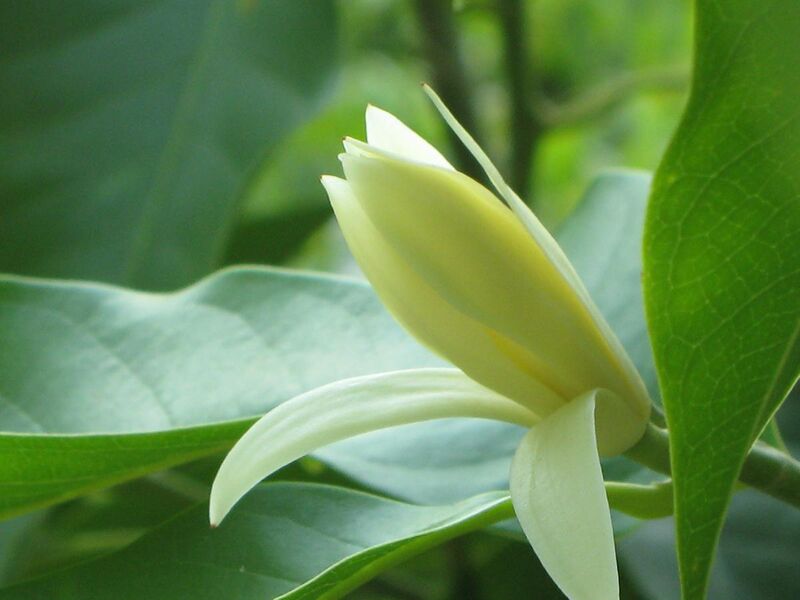 File:White champak flower.jpg