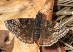 Wild Indigo Duskywing - Erynnis baptisiae, Occoquan Regional Park, Lorton, Virginia (33853217085).jpg