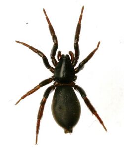 Zelotes subterraneus.jpg