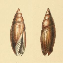 Zoological Illustrations Mitrella fusca.jpg