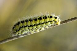 Zygaena trifolii larva.jpg