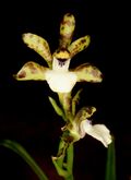 Zygopetalum microphytum Orchi 041.jpg