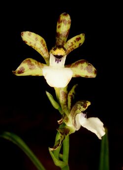 Zygopetalum microphytum Orchi 041.jpg