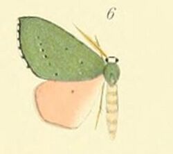 06-Lasiochlora bicolor (Thierry-Mieg, 1907).JPG