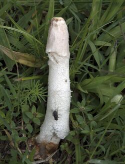 2017-09-01 Phallus granulosodenticulatus B. Braun bis 851660.jpg