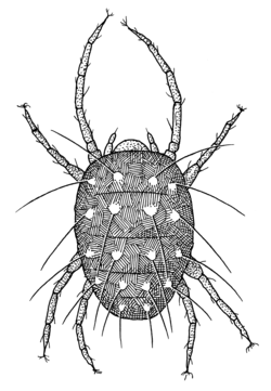 Panonychus ulmi, the European red mite.