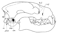 A Lower Miocene fauna from South Dakota (1907) fig. 6.png