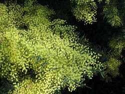 Acacia caesiella 1380.jpg