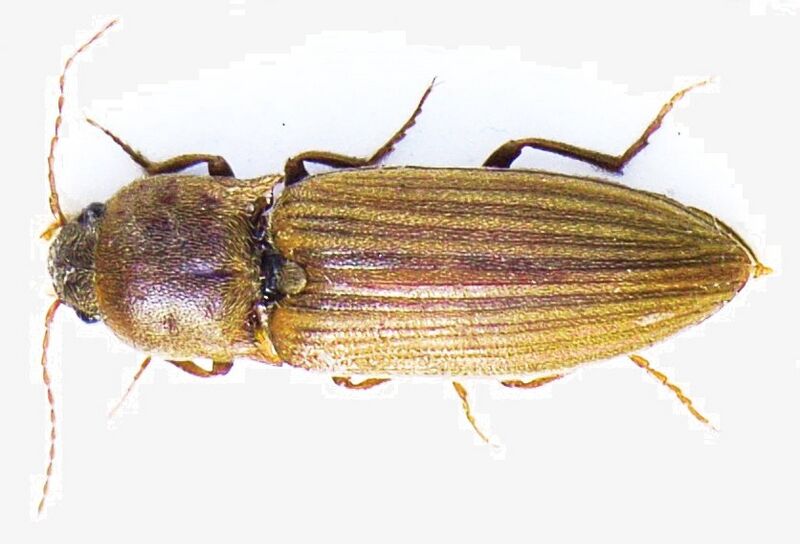File:Agriotes lineatus bl2.JPG