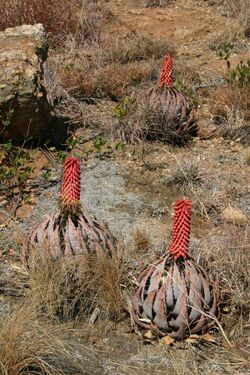 Aloe peglerae01.jpg