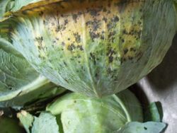 Alternaria brassicae symptoms on cabbage
