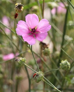 Althaea cannabina 01.jpg