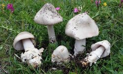 Amanita nivalis Grev 487508.jpg