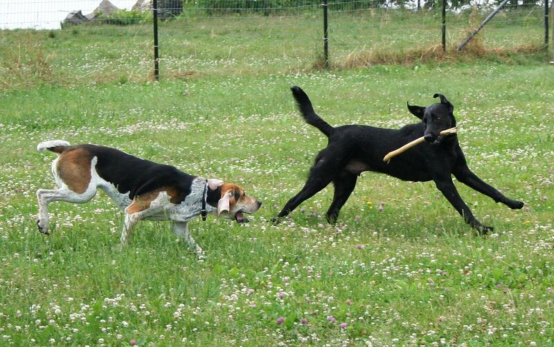 File:American Foxhound and Labrador Retriever playing.jpg