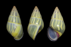 Amphidromus anhdaoorum.png