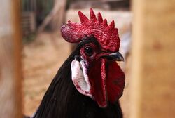 Andalusian rooster head big (portrait).jpg