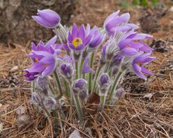 Anemone pulsatilla subsp. grandis ÖBG Bayreuth.jpg