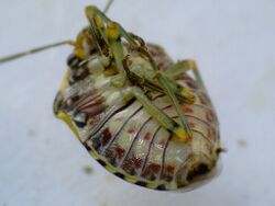 Antestia bug (Antestiopsis) upside down.jpg
