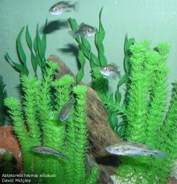 Astatoreochromis alluaudi.jpg