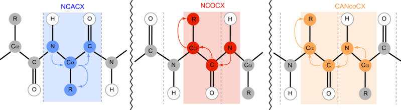 File:Backbone Walk for NCACX, NCOCX, and CANcoCX for SS-NMR.png