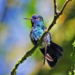 Blue-headed hummingbird.jpg