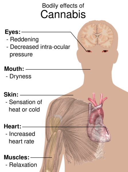 File:Bodily effects of cannabis.svg