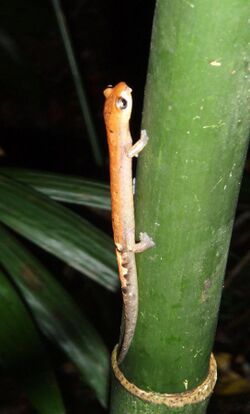 Bolitoglossa conanti01.jpg