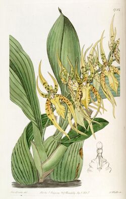Brassia lanceana - Edwards vol 21 pl 1754 (1836).jpg