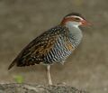 Buff-banded Rail LEI Jan08.jpg