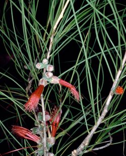 Calothamnus aridus.jpg