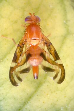 Caribbean fruit fly Anastrepha suspensa.jpg