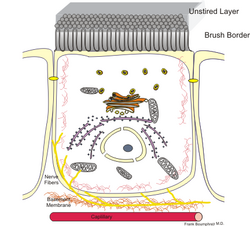 Cell enterocyte.png