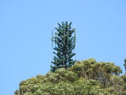 Cellphone Tower Tree.jpg
