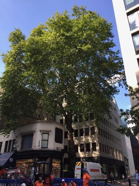 File:Cheapside plane tree.jpg