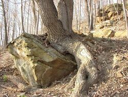 Chestnut oak rock.jpg