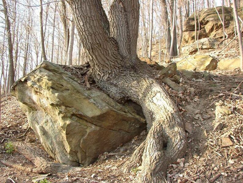 File:Chestnut oak rock.jpg