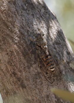 Cicada barbara 20120706 1.jpg