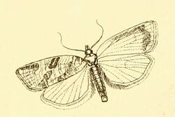 Clepsis aerosana.jpg