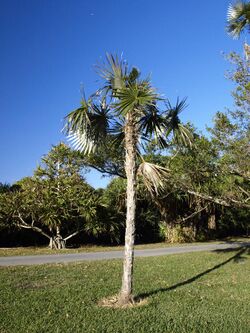 Coccothrinax salvatoris.jpg