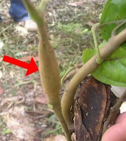 Cocoa-tree showing swollen diseased stem