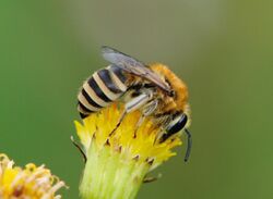 Colletes fodiens.jpg