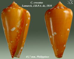 Conus crocatus 2.jpg