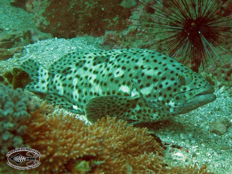 File:Coral grouper (Epinephelus corallicola).jpg