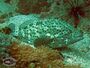 Coral grouper (Epinephelus corallicola).jpg