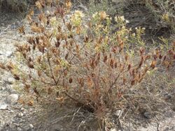 Cordylanthus ramosus.jpg