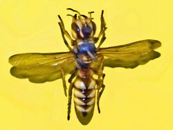 Crabronidae - Cerceris tuberculata.JPG