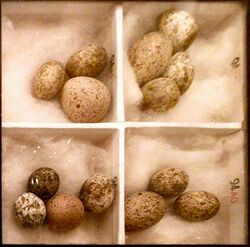 photo of box of cuckoo and reed warbler eggs