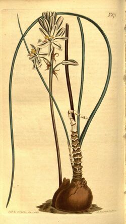 Curtis's botanical magazine (No. 871) (8469929987).jpg
